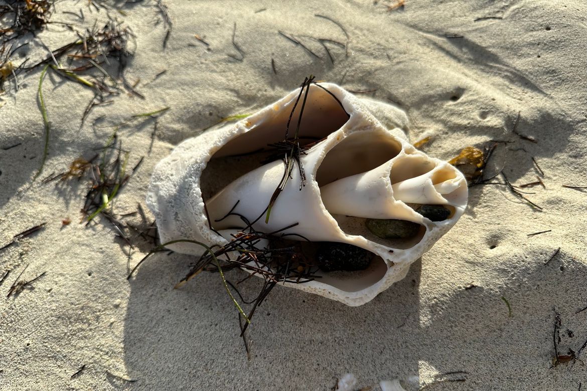 Cybertraps for Educators Digest