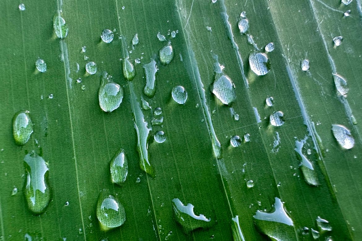 Cybertraps for Educators Digest