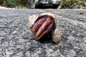 Cybertraps for Educators Digest